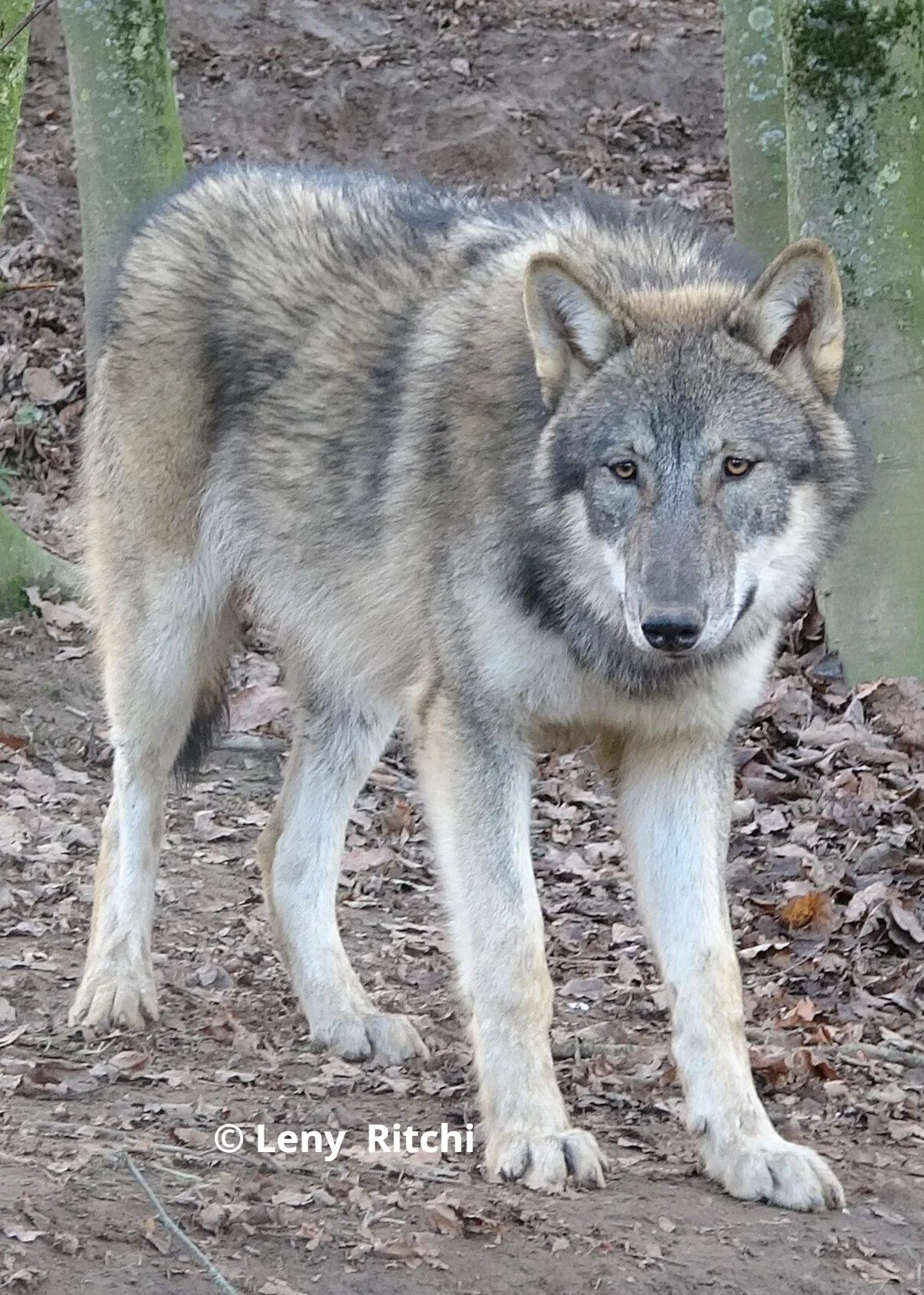 Europese wolvin Luna