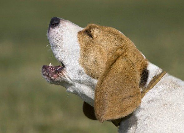 is kennel cough in dogs fatal