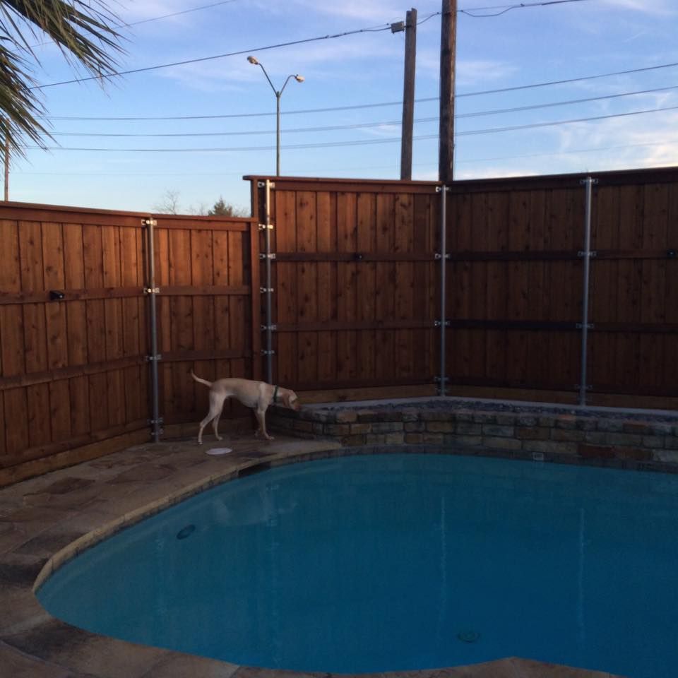 A dog standing next to a pool with a wooden fence behind it