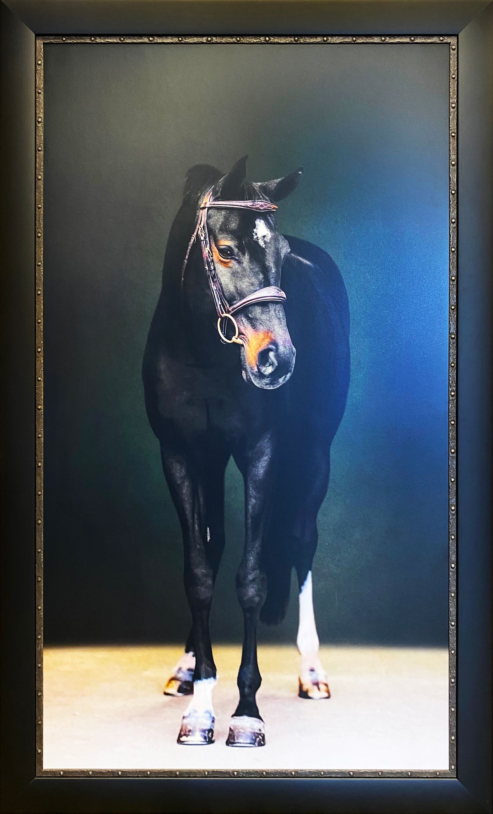 A framed picture of a black horse wearing a bridle