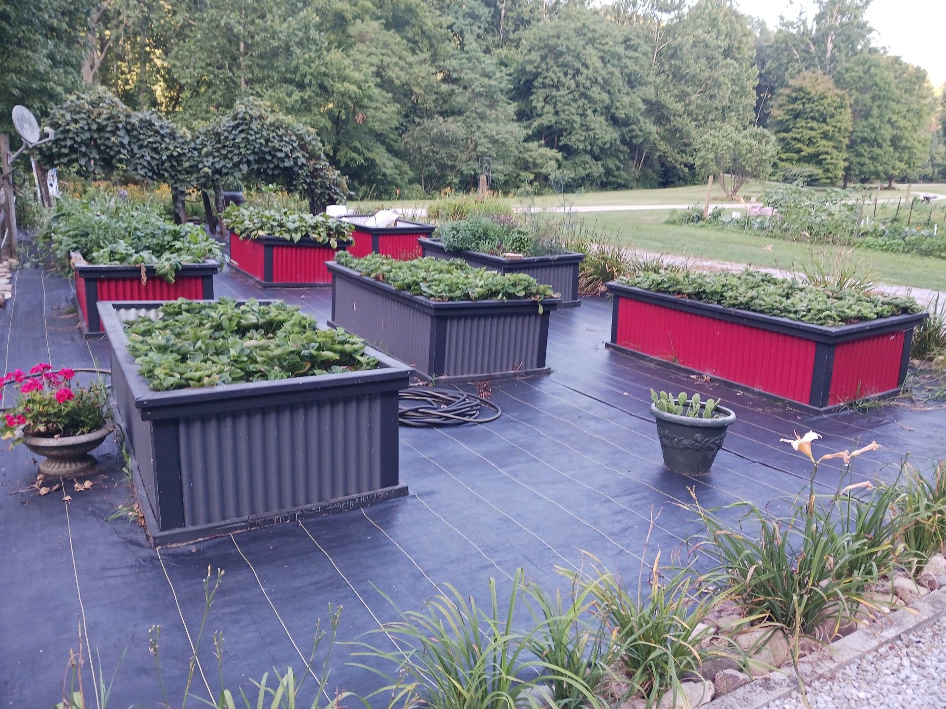 Raised garden beds filled with green plants. Black and red planters sit on black ground cover. Trees in the background.
