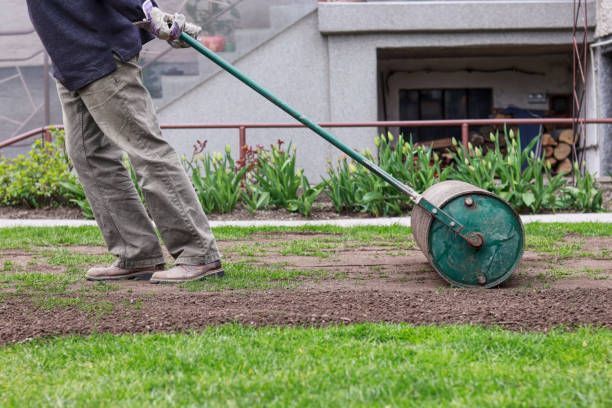 Person rolling a lawn roller on a new seeded lawn in a yard.