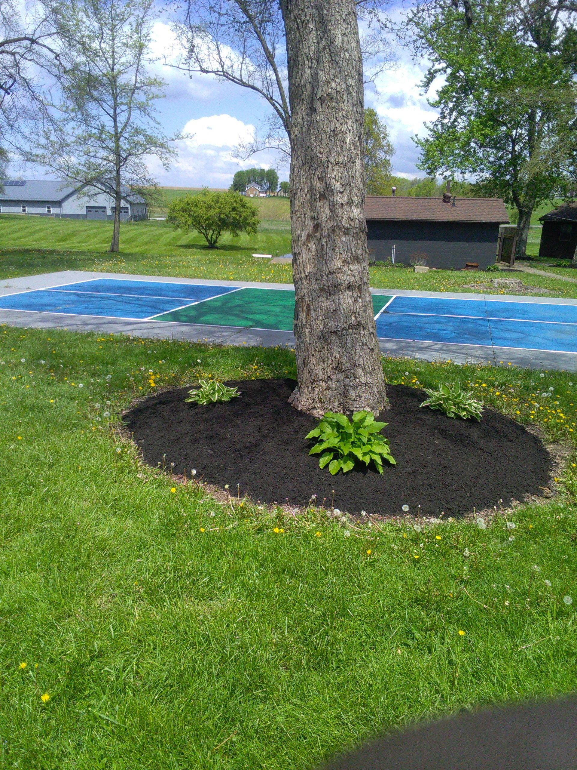 Tree with a mulch bed, surrounded by green grass, with a painted court in the background.