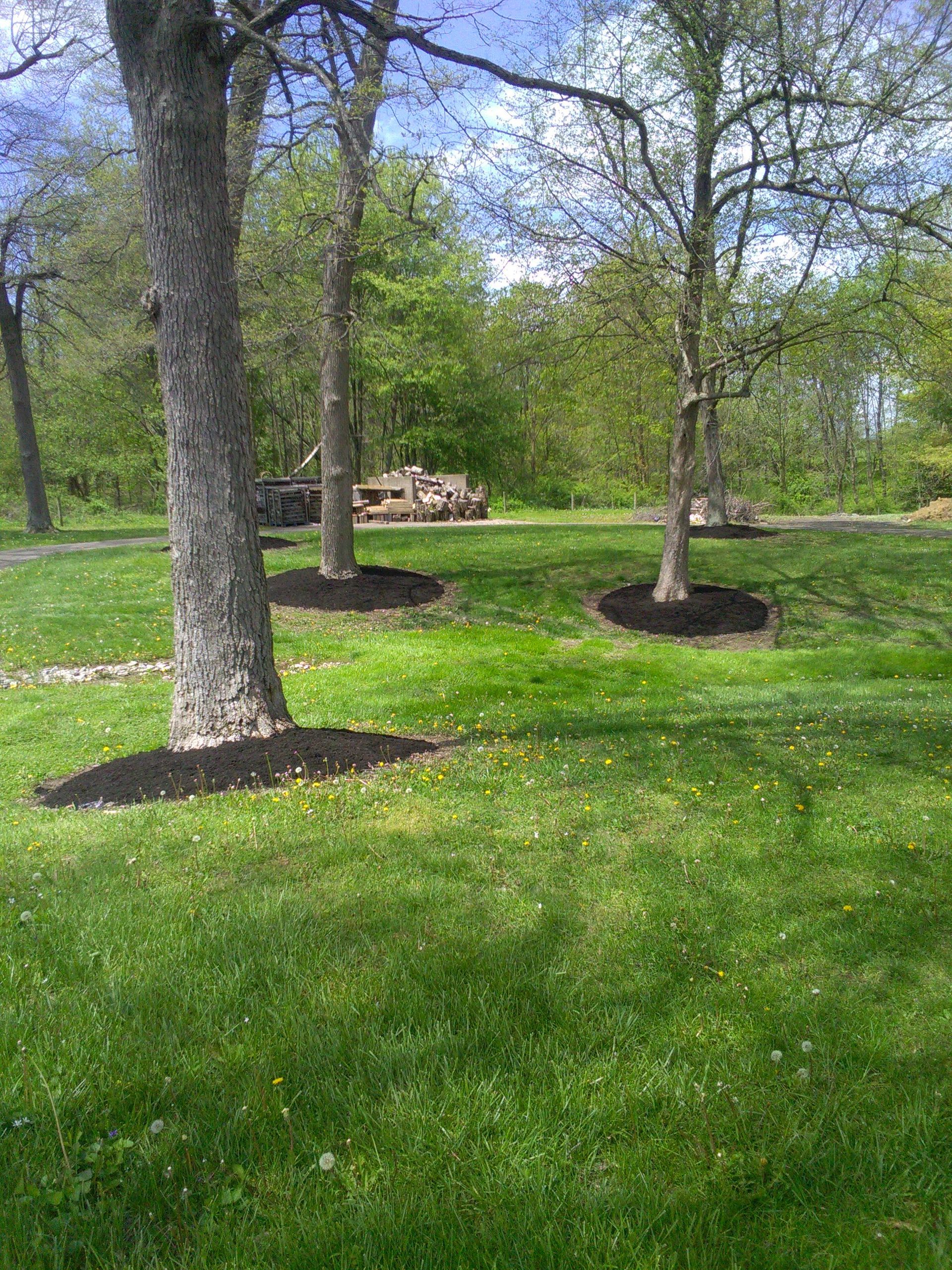 Green lawn with three trees surrounded by dark mulch. Distant RV.