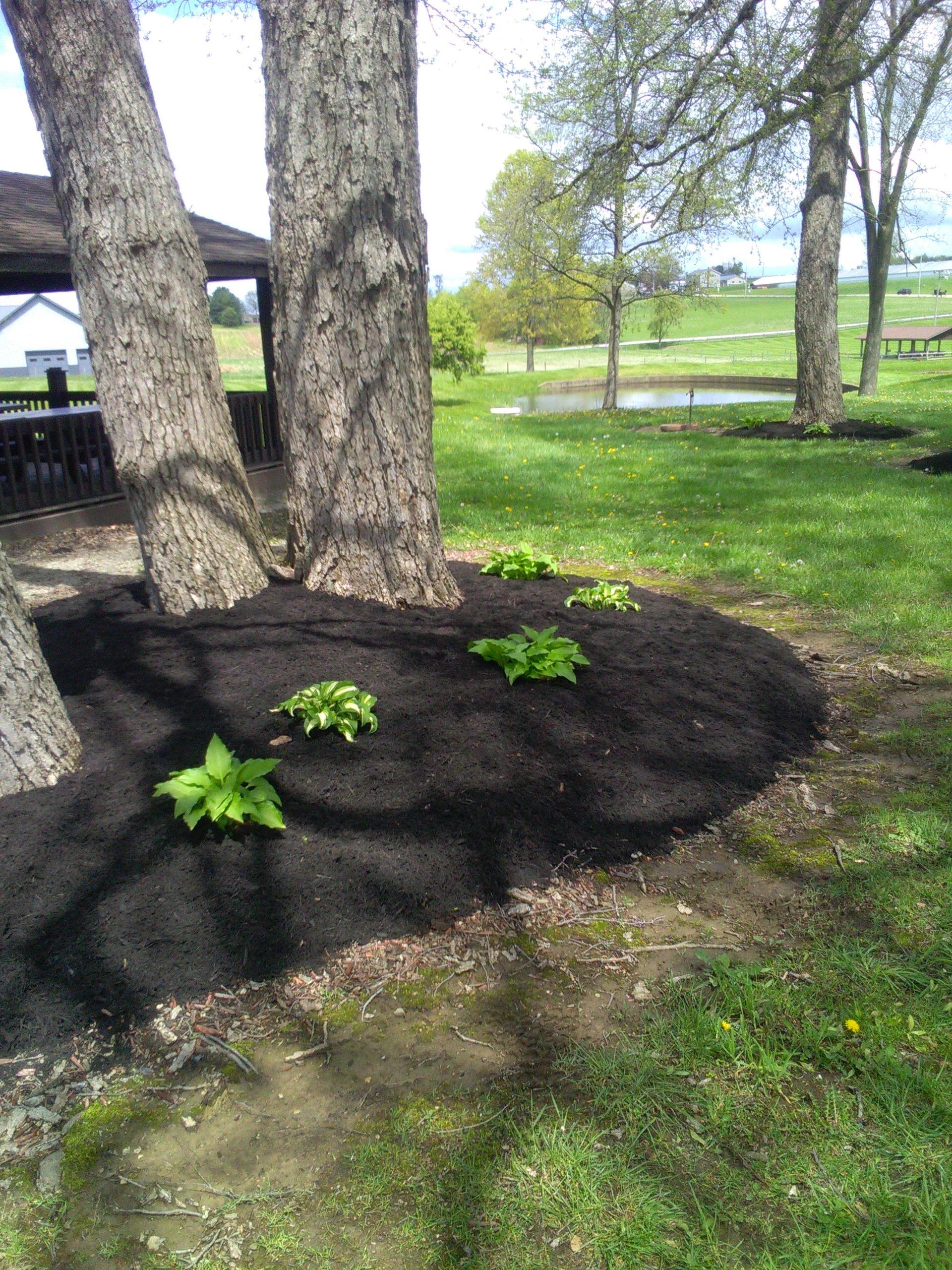 Trees surrounded by dark mulch and young plants on a grassy lawn with a gazebo and pond in the background.