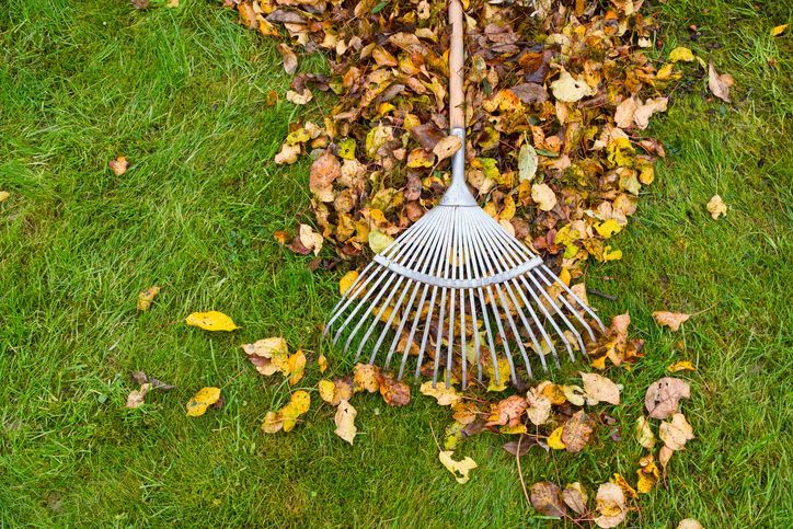 Rake in pile of autumn leaves on green lawn.