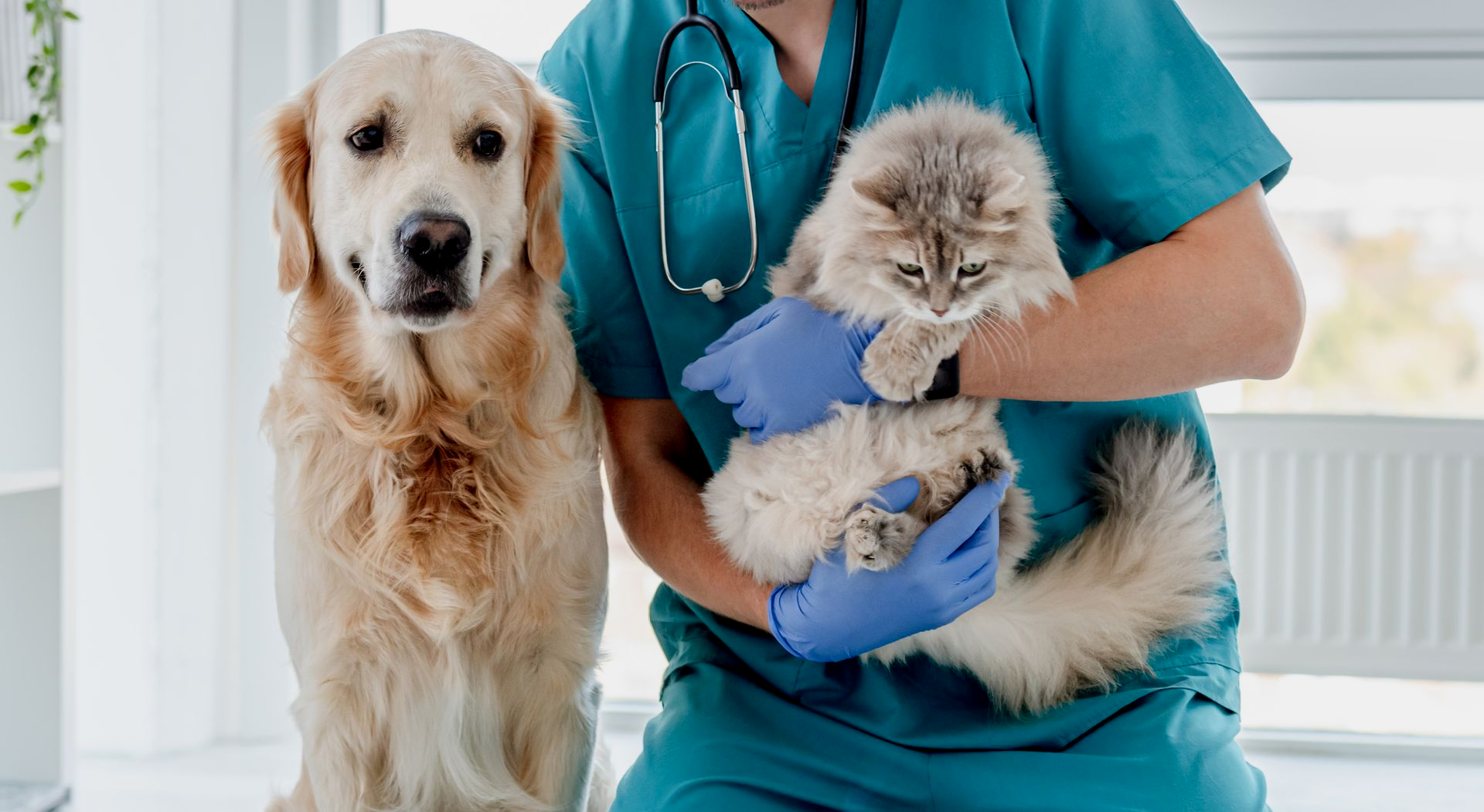 Veterinarian holding a fluffy cat, golden retriever dog sits beside them. White setting, medical scrubs.