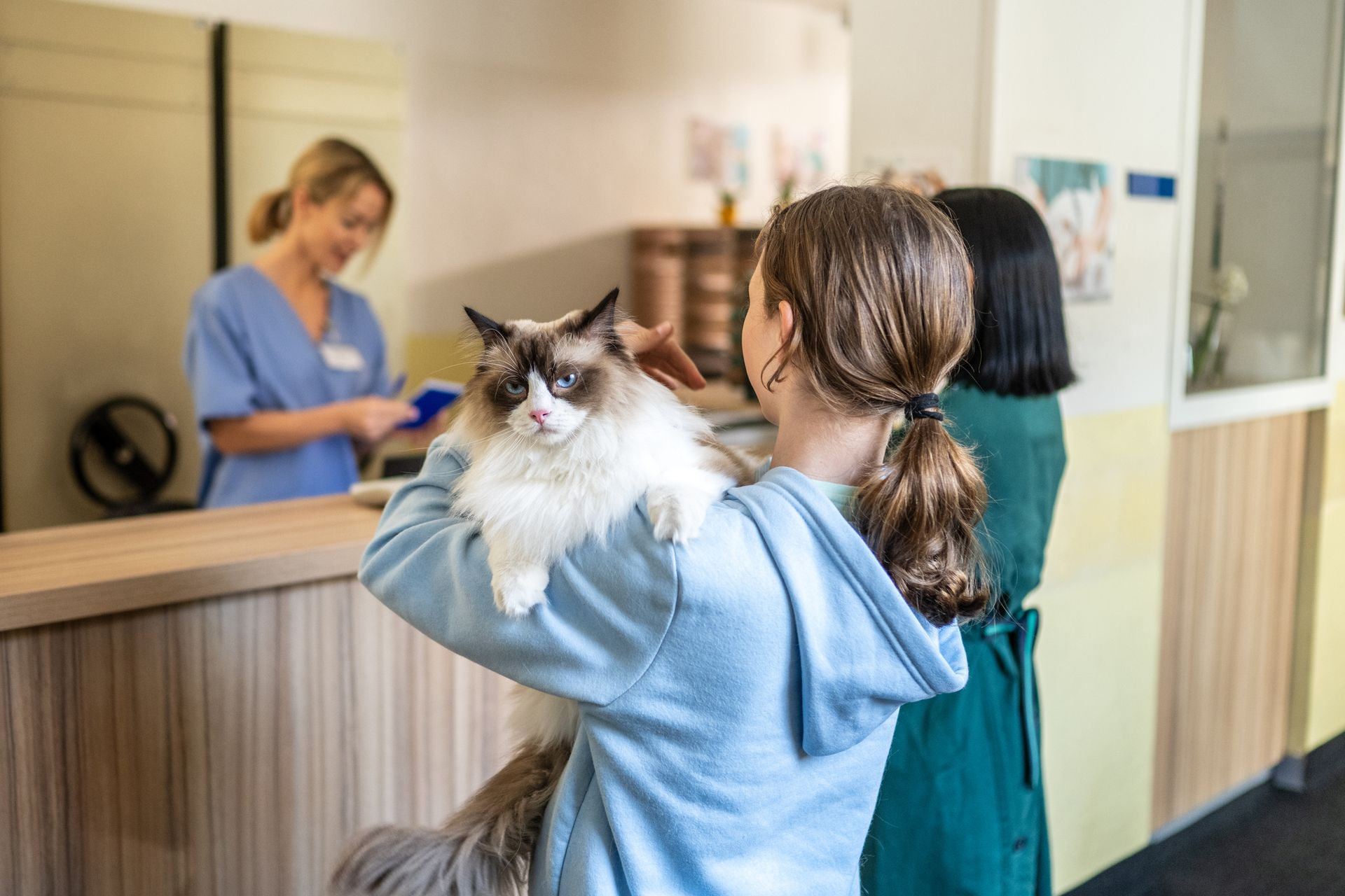 A girl holds a fluffy cat at a vet clinic. Another person stands beside her. A vet is at the reception desk.