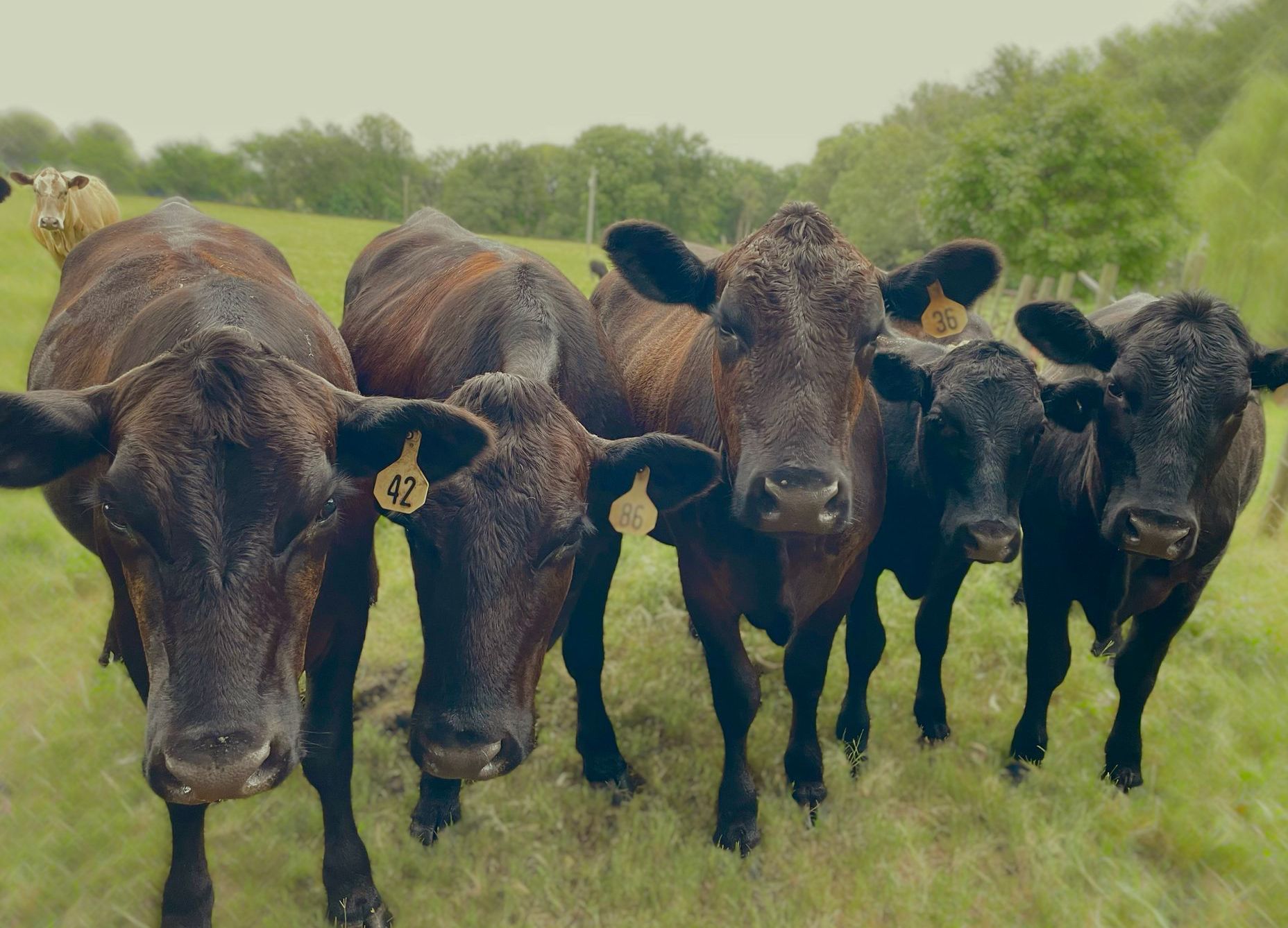 A herd of cows standing in a grassy field looking at the camera