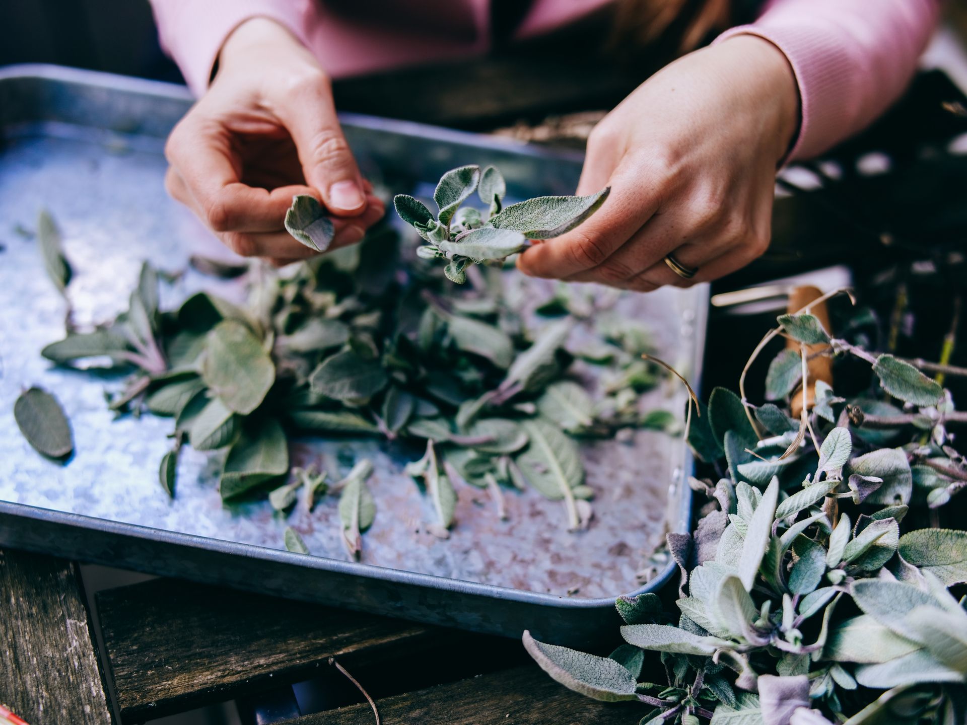 Master Herbalism - Level 1