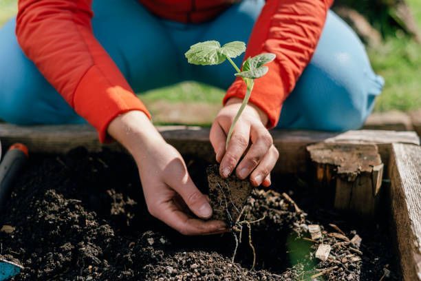 Gardening 101