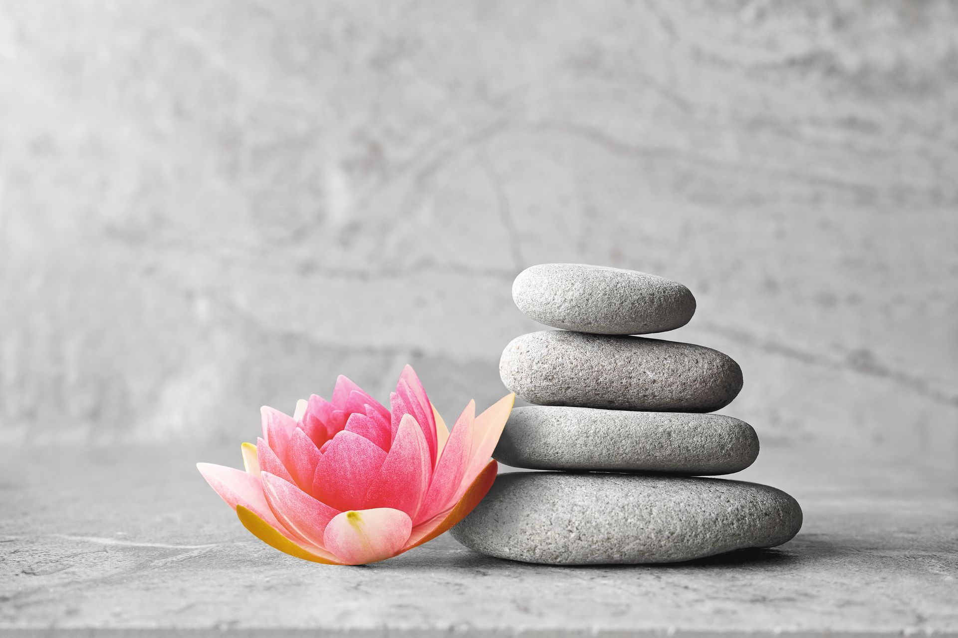 Pink lotus flower beside stacked gray stones on a textured gray surface. Pink lotus flower beside stacked gray stones on a textured gray surface.