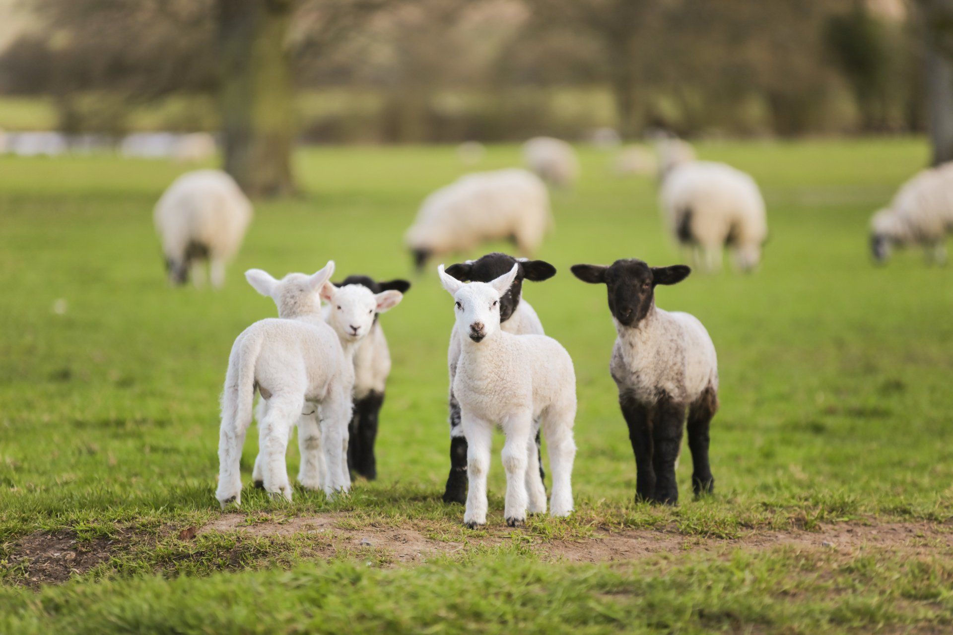 Spring Lambs Baby Sheep in A Field