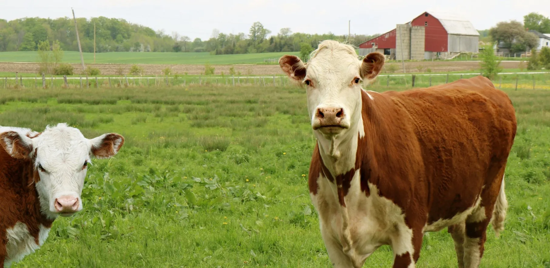 Curious rust and white cow with young calf looking at camera in the pasture field