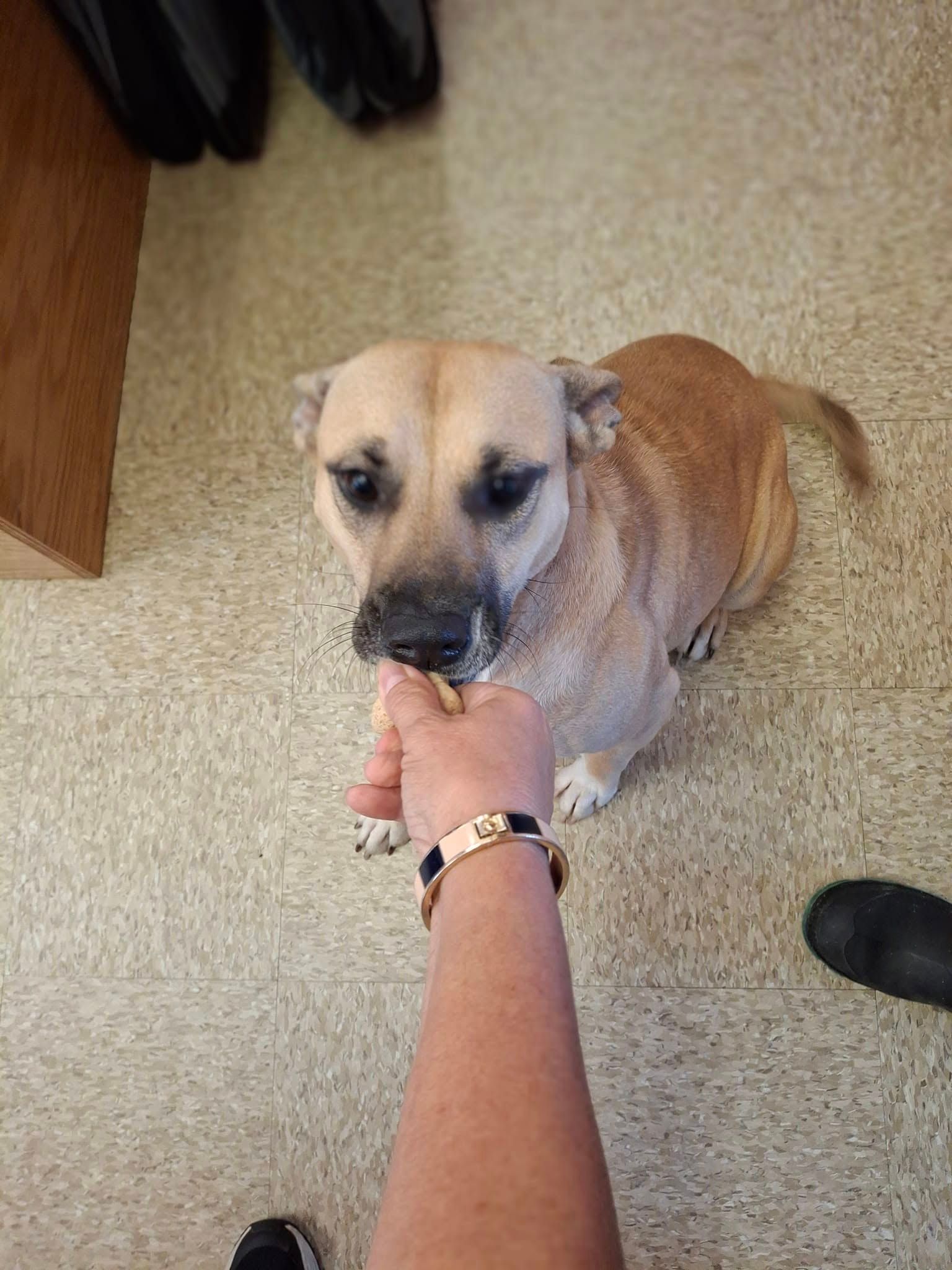 Tan dog sitting, looking up at a hand offering a treat. Beige carpet, black shoe visible.