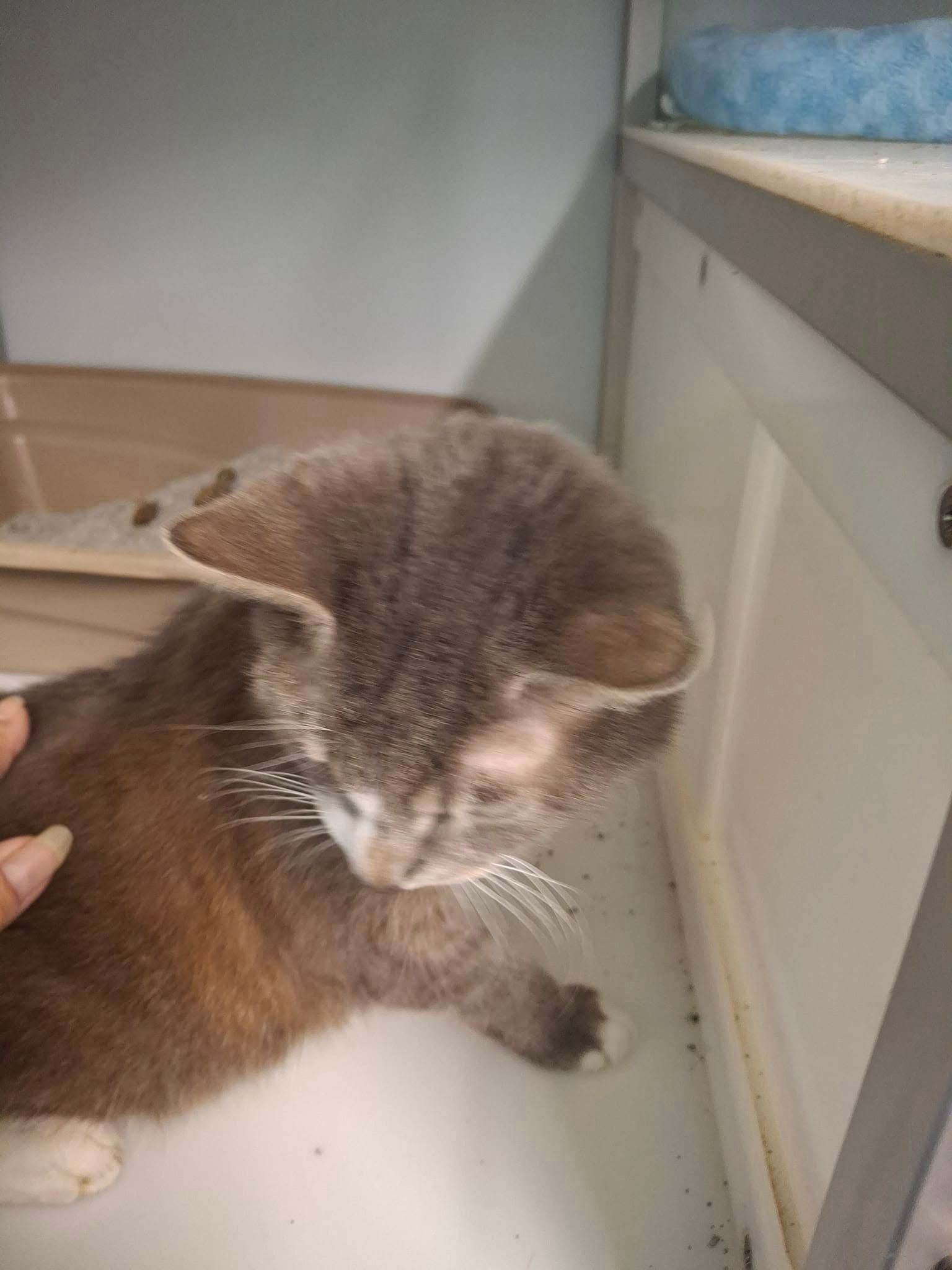 Gray and brown tabby cat in a cage, looking down with white whiskers.