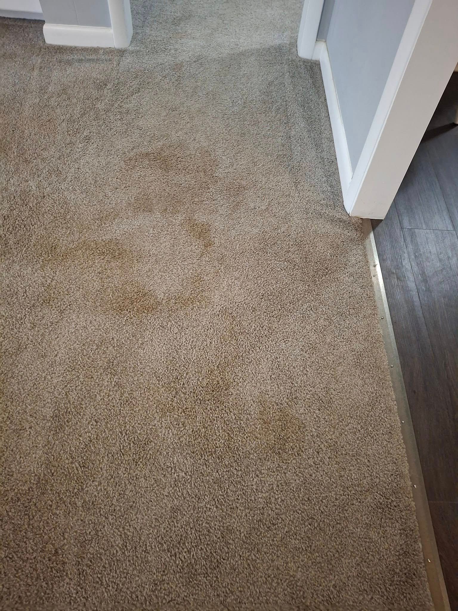 Beige carpeted floor next to a wood-plank floor and white trim.