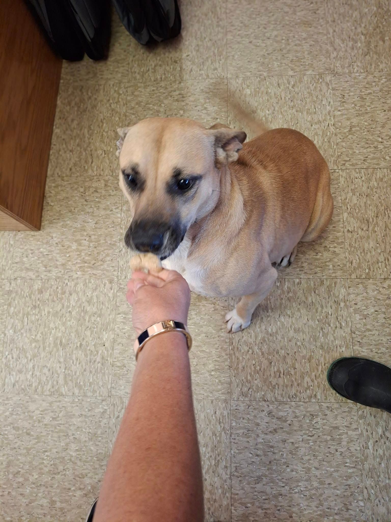 Tan dog sits, looks at treat in person's hand. Brown and tan fur, light-colored floor.