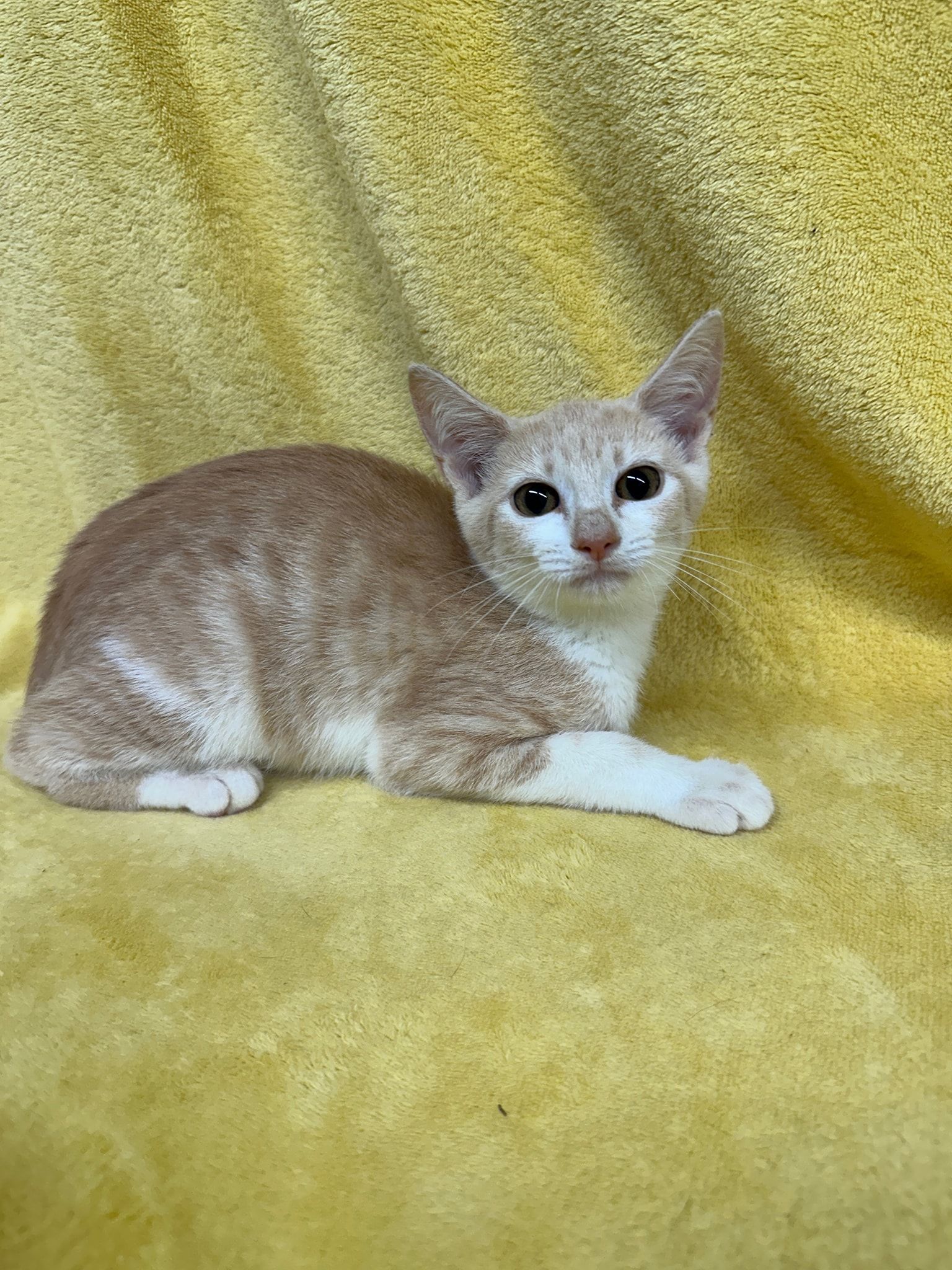 Tan and white cat lying on a yellow blanket.