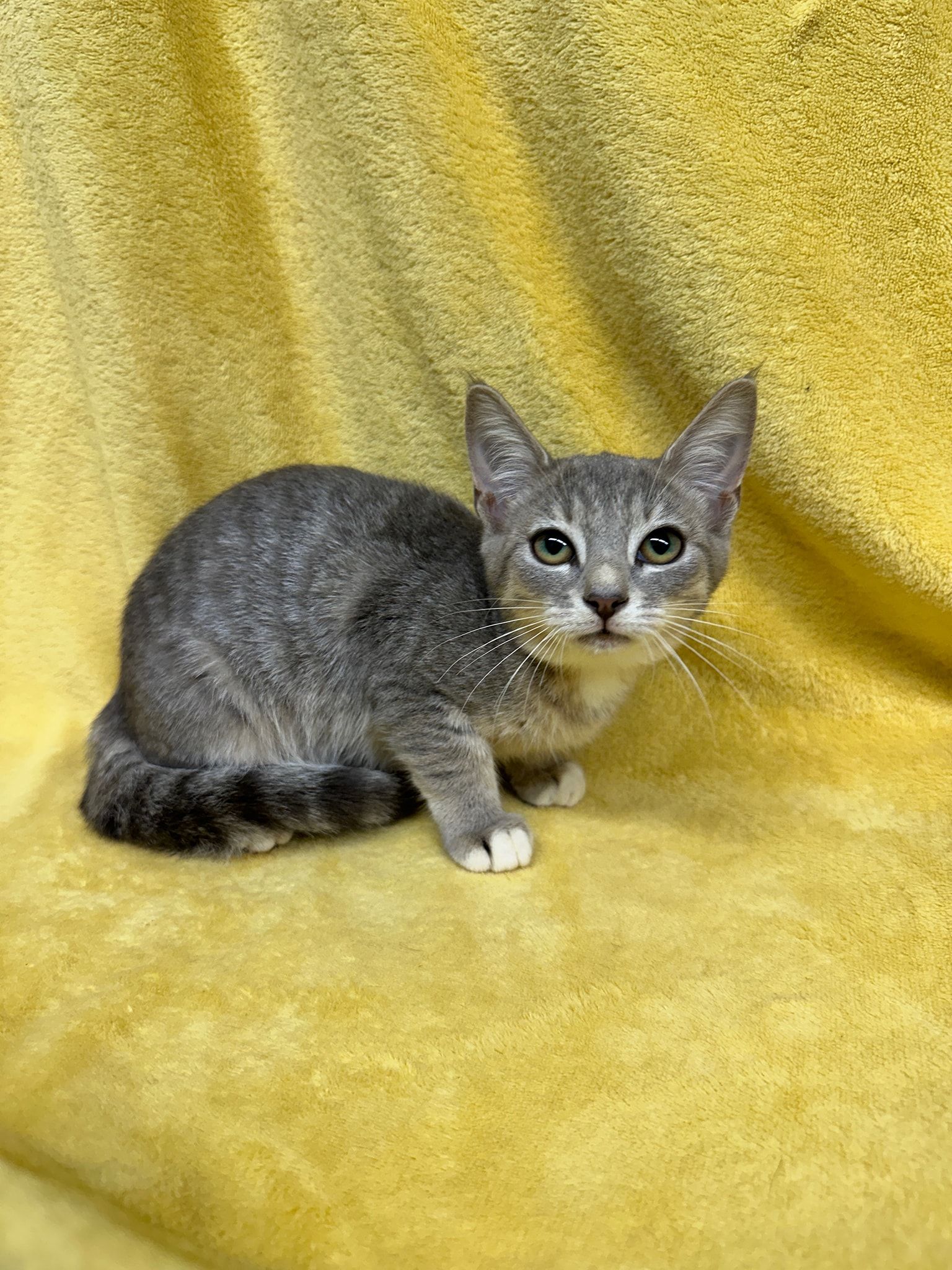 Gray tabby kitten with white paws sits on a yellow surface, looking forward.