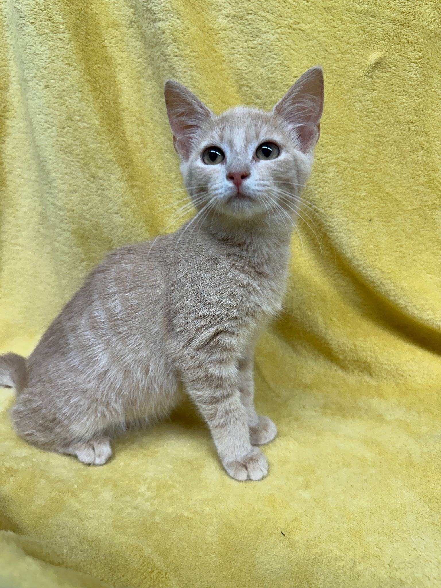 Tan kitten with attentive gaze sitting on yellow cloth.