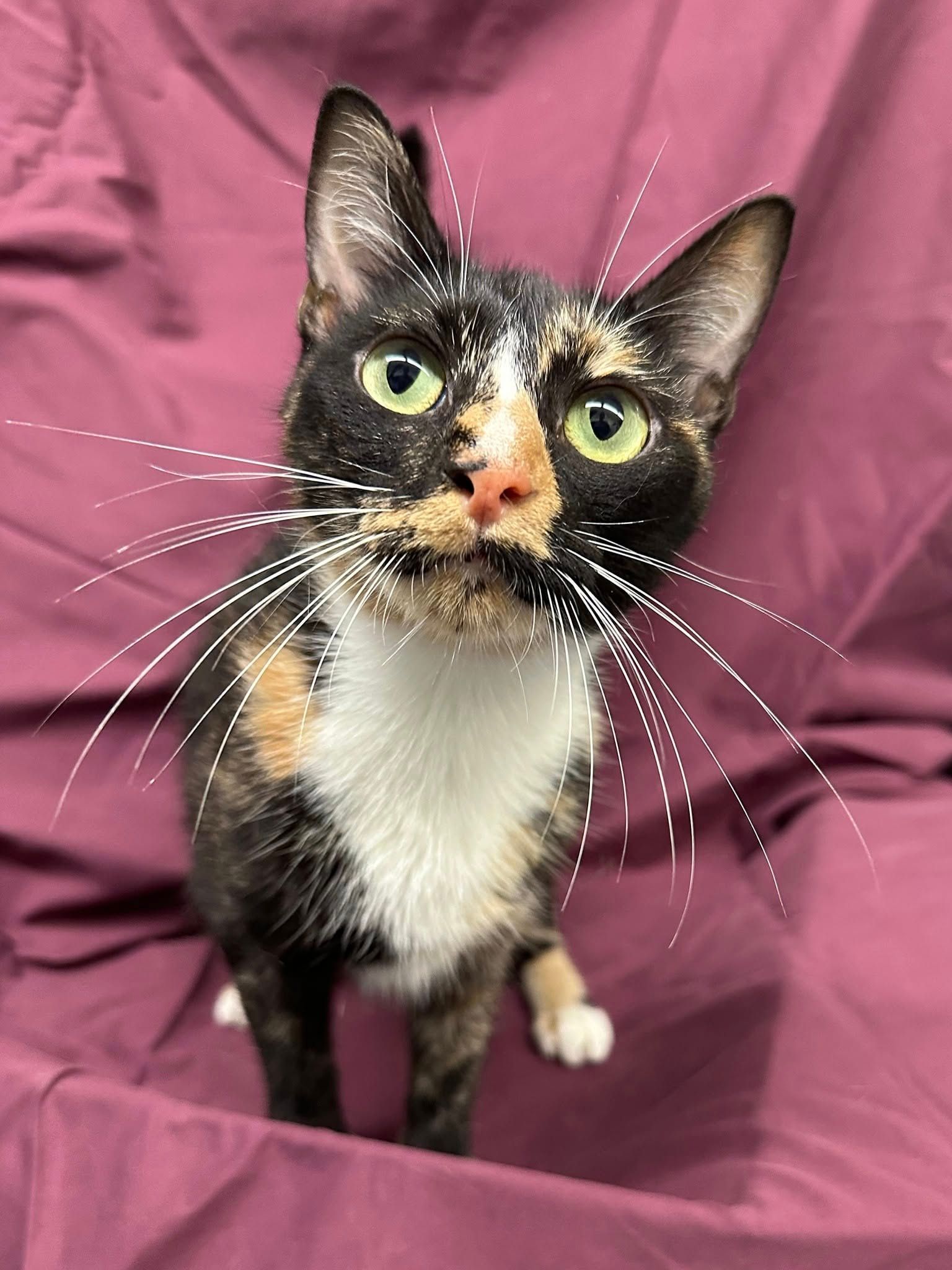 Calico cat with long whiskers, white chest, green eyes, on a purple background.