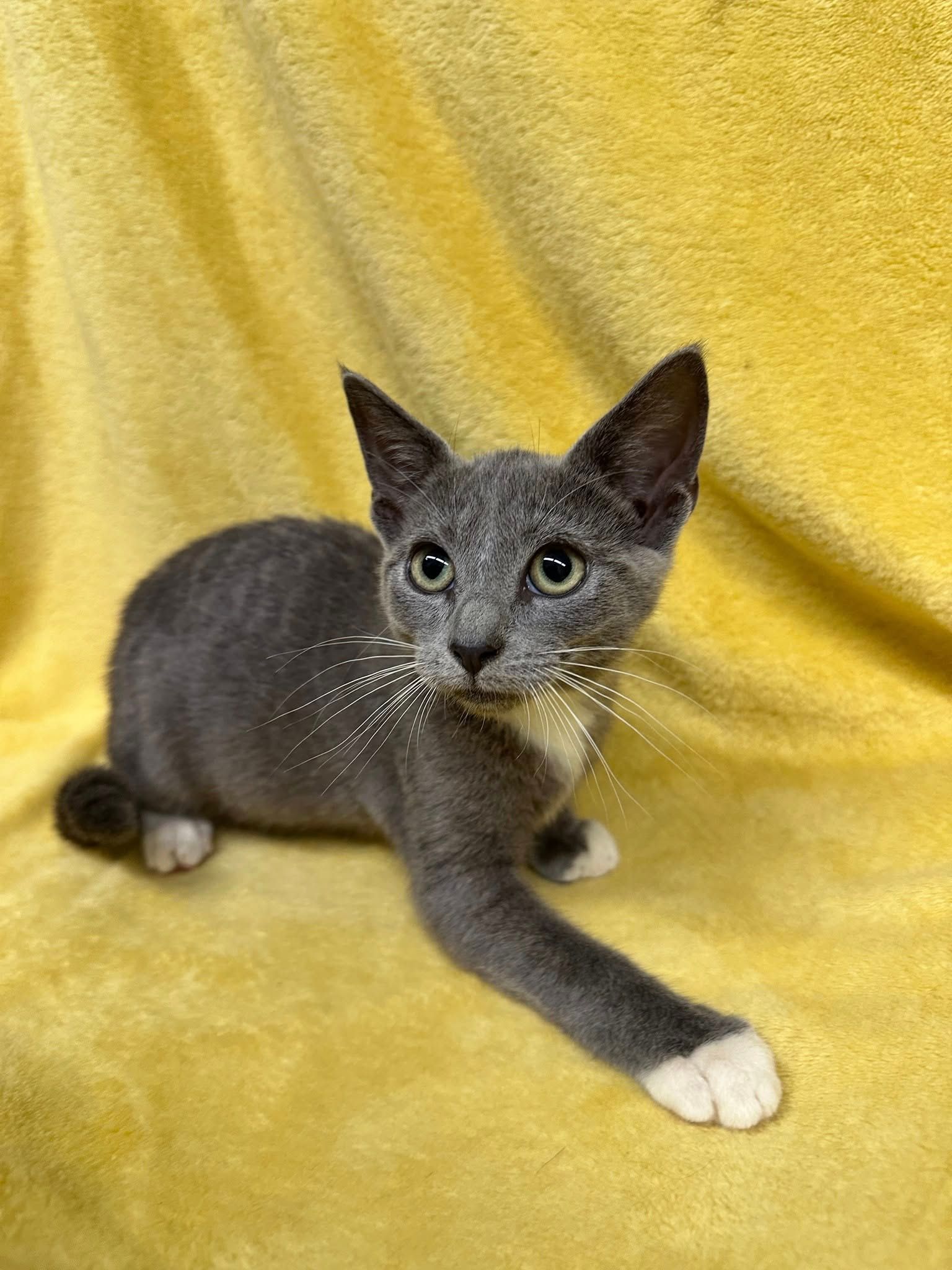 Gray cat with white paws and whiskers on a yellow background.