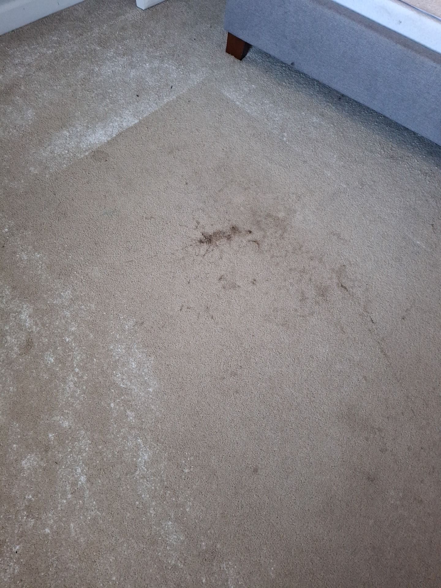 Tan carpet with a dark stain and a section of white powder near the edge of a bed.
