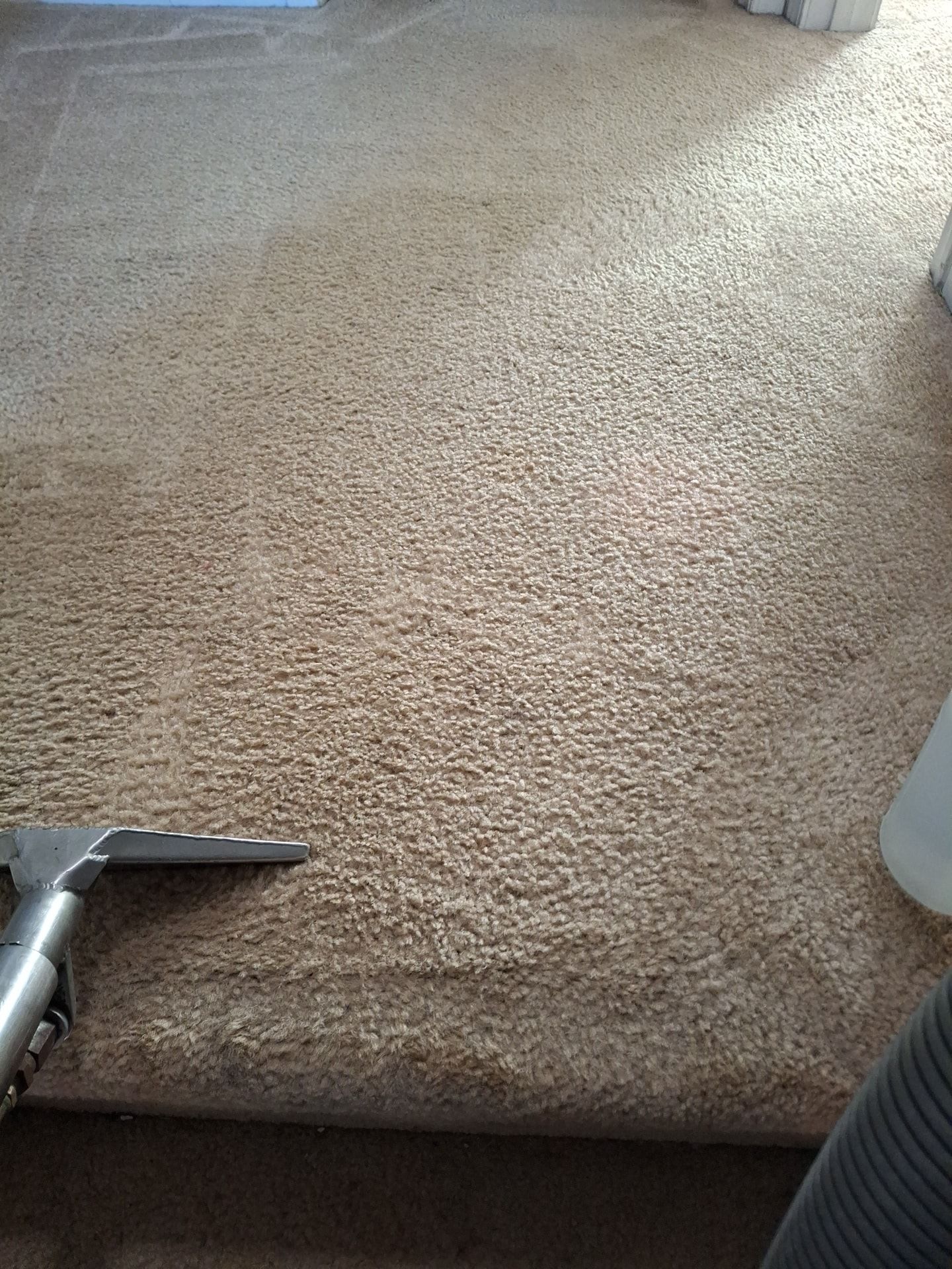 Carpet being cleaned with a carpet cleaning machine, showing wet and dry sections.