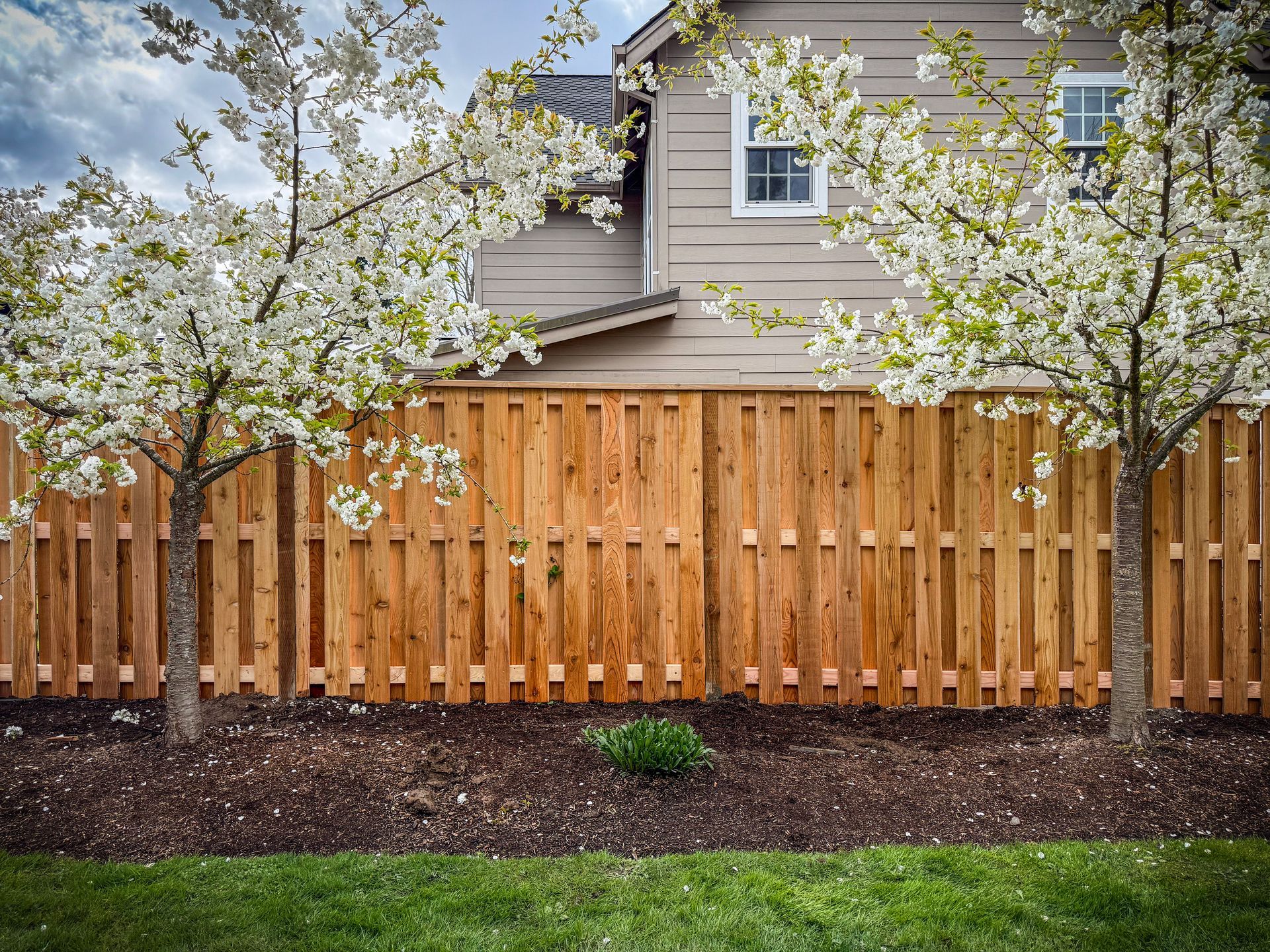 Wooden fence in front of a house, flanked by flowering trees and a bed of mulch.