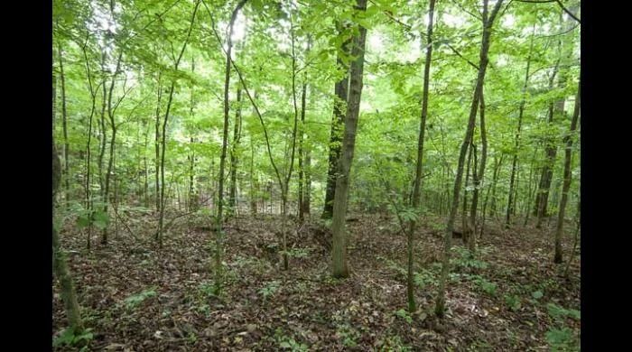 Forest interior with green trees and brown leaf-covered ground.