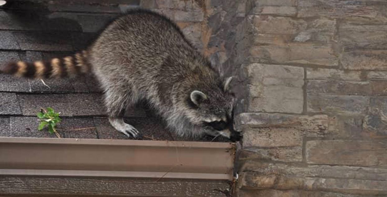 Squirrel removal | St. Charles MO