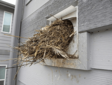 a bird nest is sitting on the side of a building .