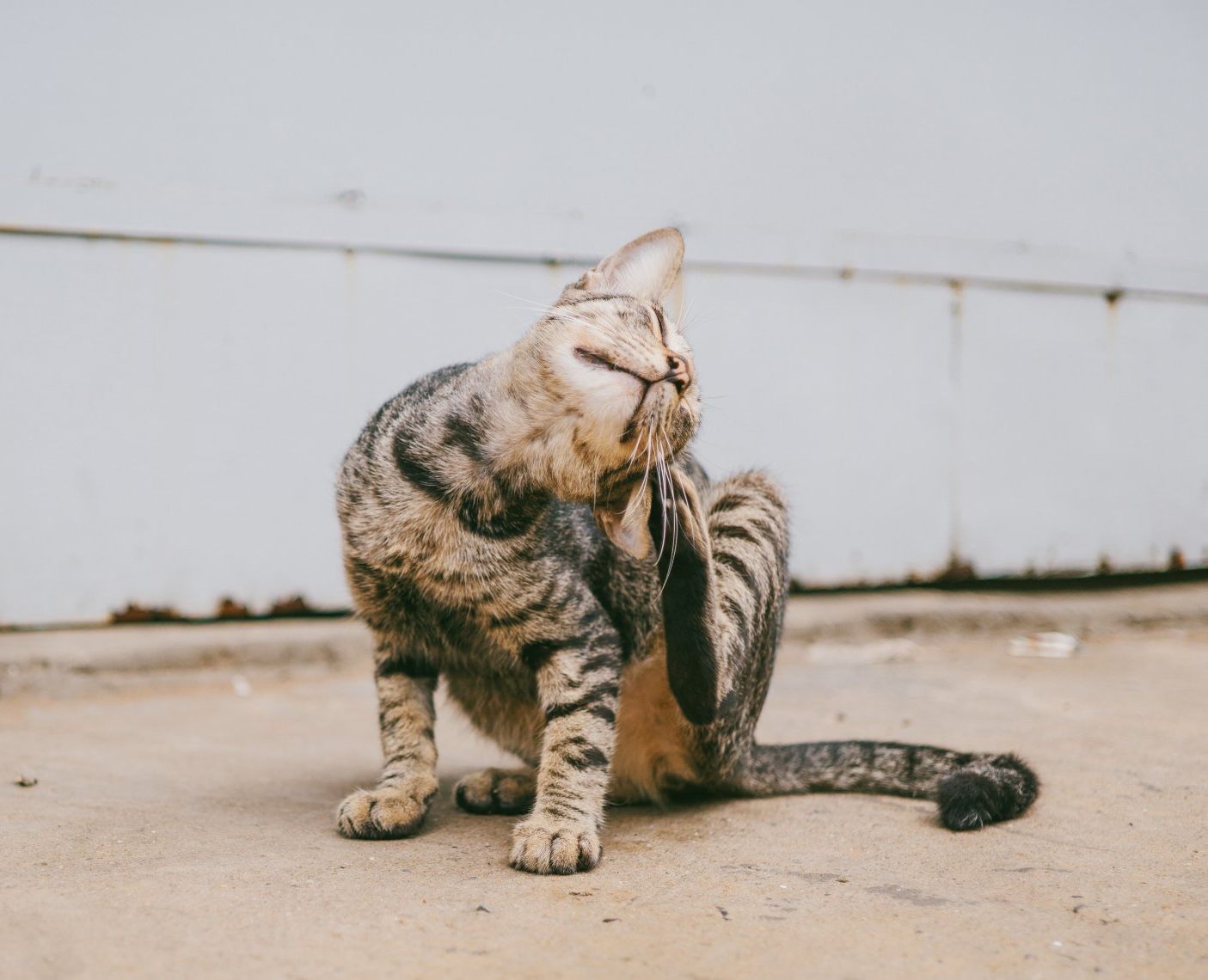 a cat is scratching itself on the ground . Flea Removal Services by Buckingham Pest Control