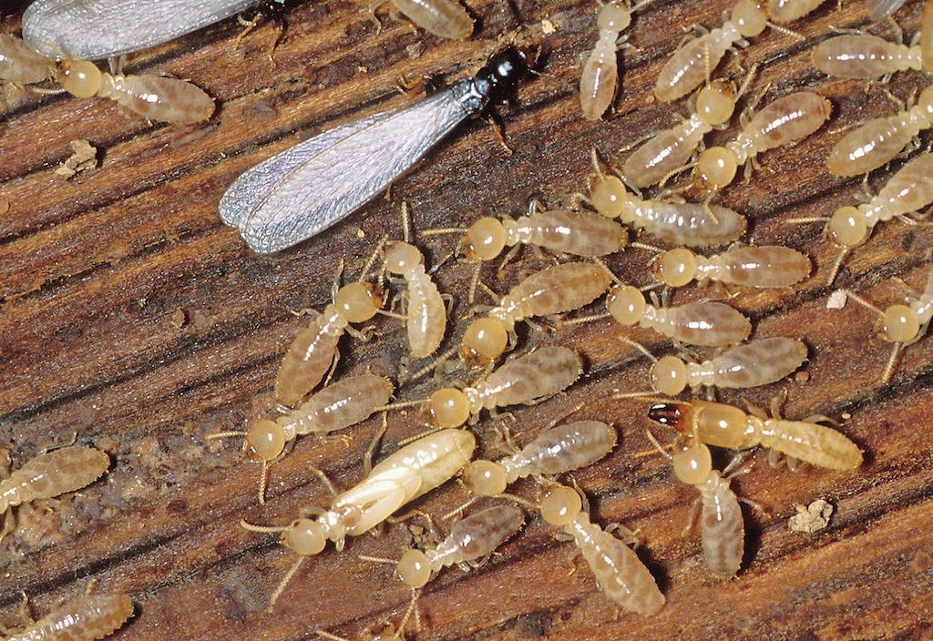 Termite Inspection | Termite Removal | St. Charles MO