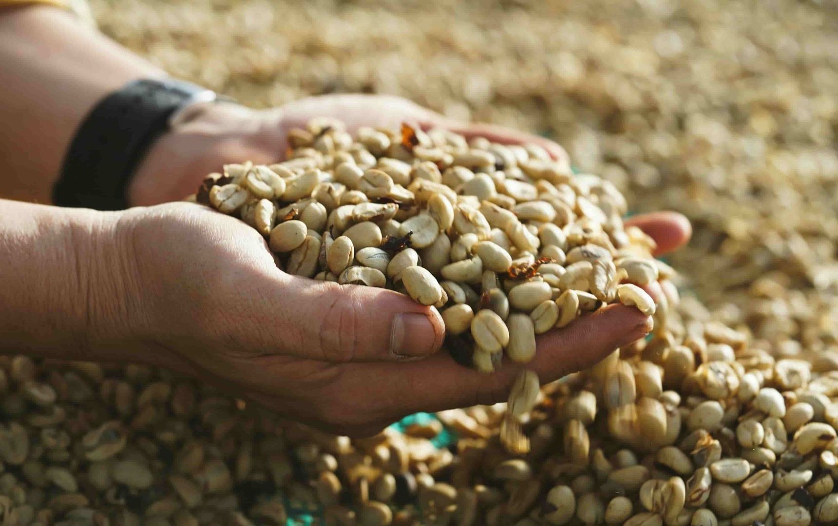 Unroasted premium coffee beans