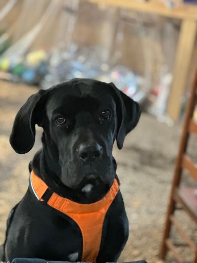 A black dog wearing an orange harness is looking at the camera.