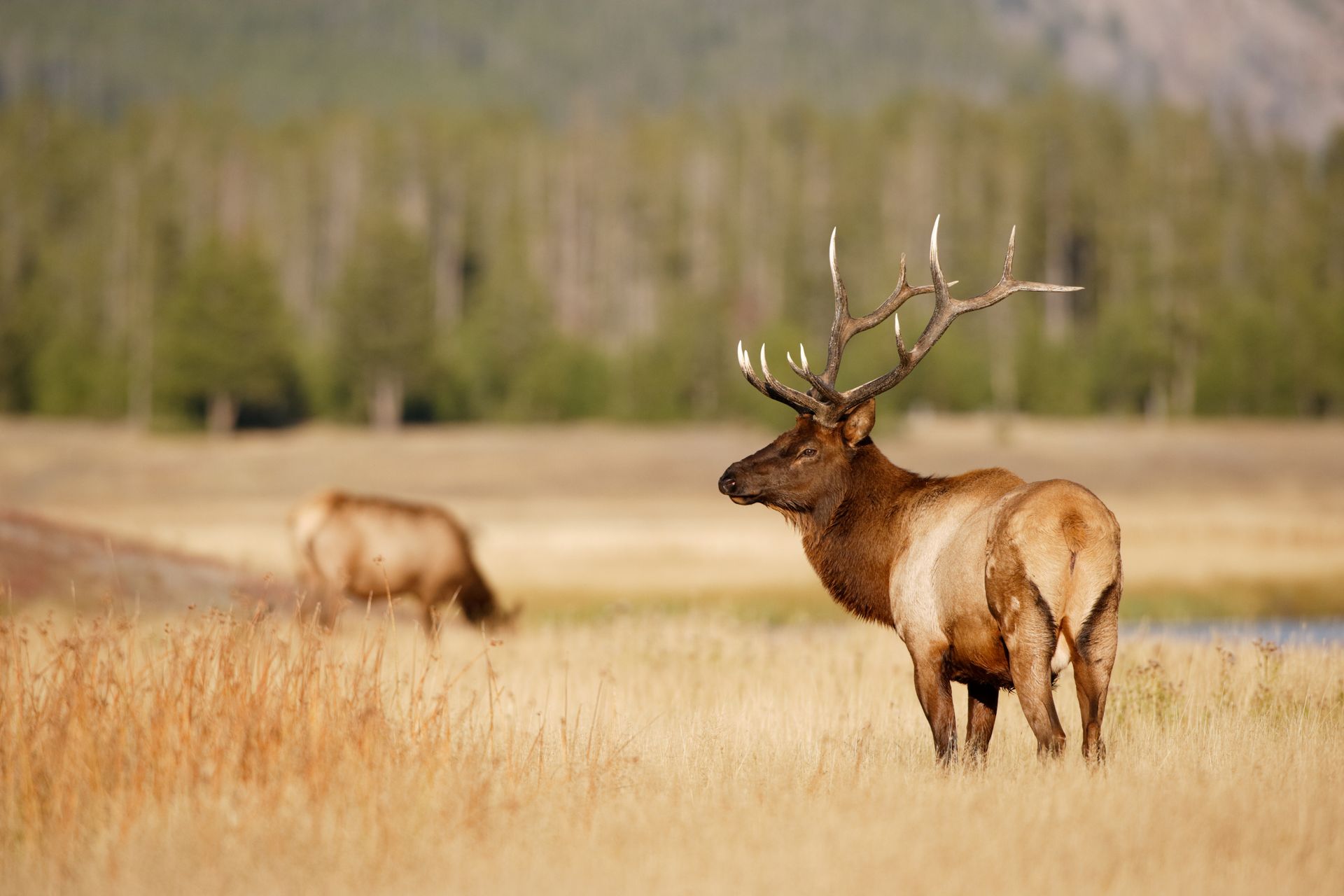 a couple of elk standing in a field with trees in the background .