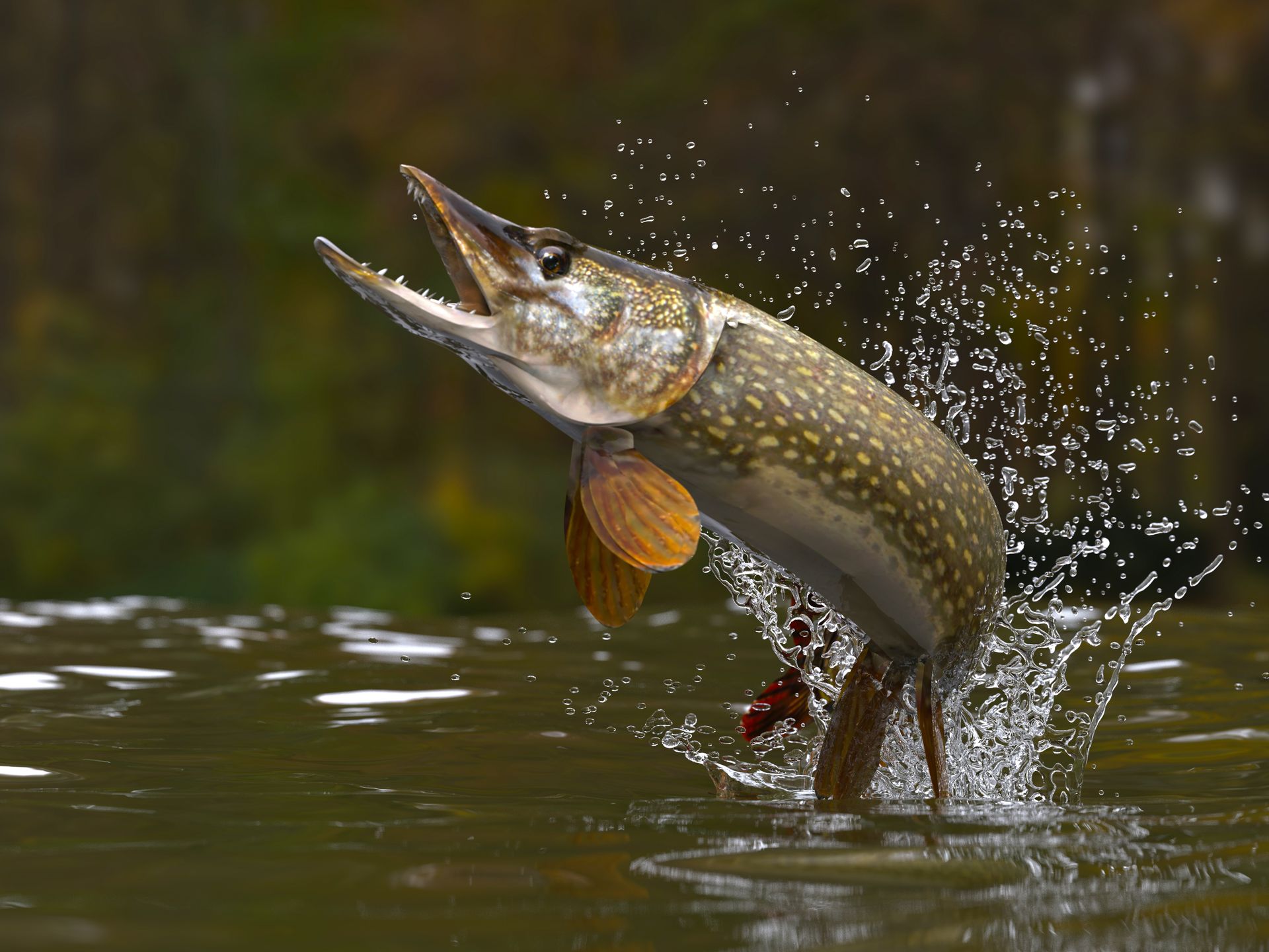 a pike is jumping out of the water with its mouth open .