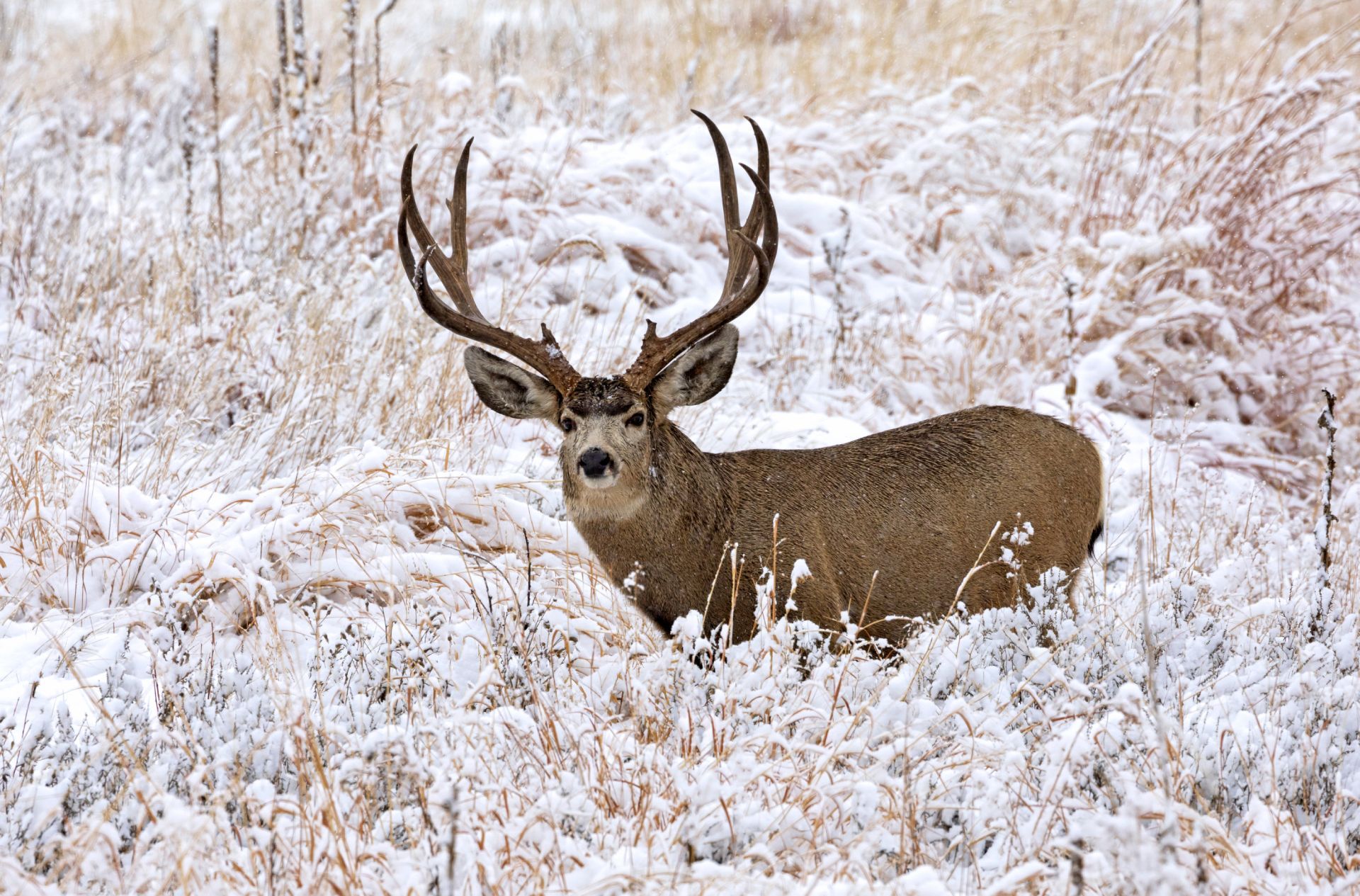 a deer with antlers is standing in a snowy field .