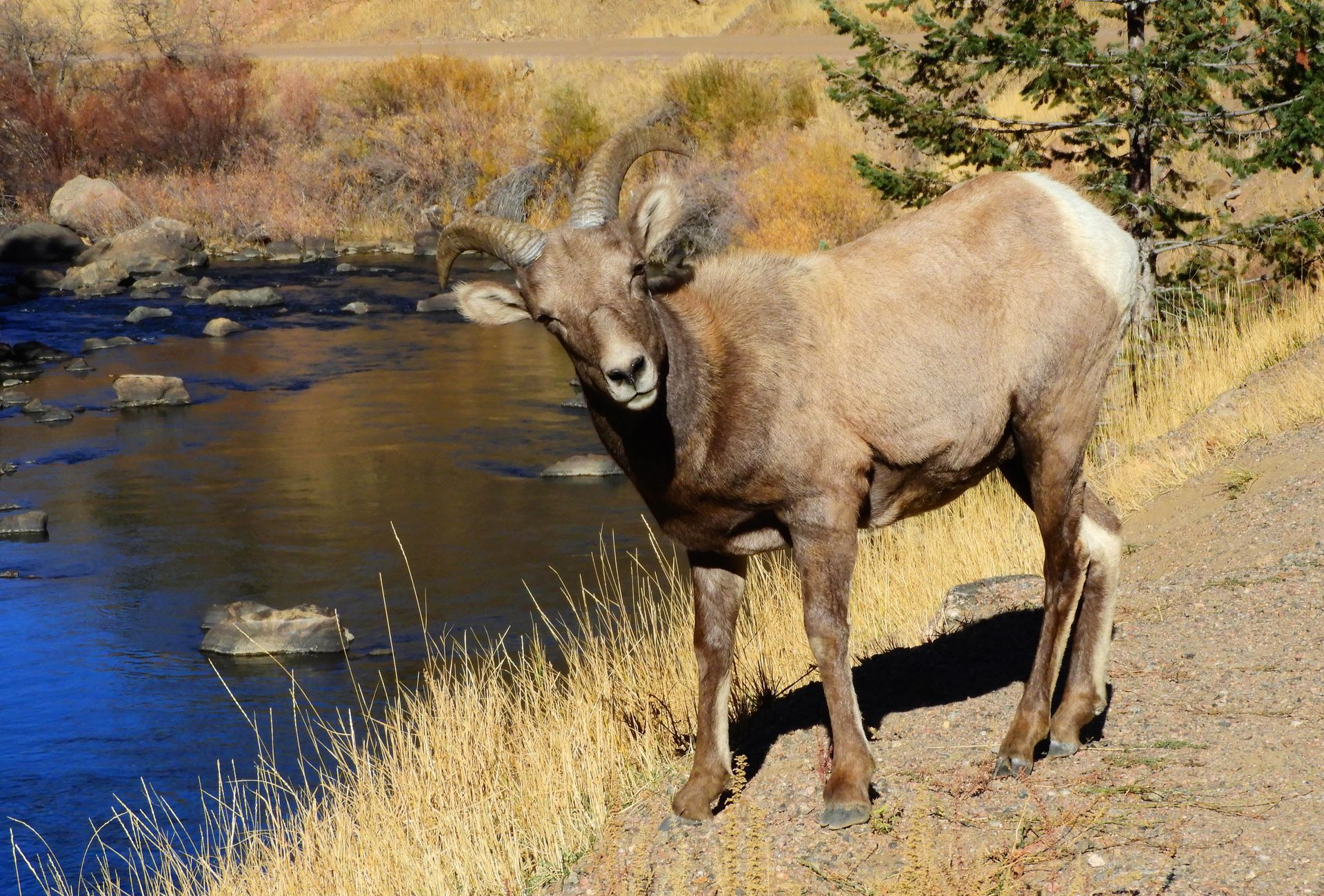 a bighorn sheep standing on a dirt road next to a river .