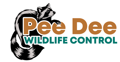 Logo for Pee Dee Wildlife Control, featuring a raccoon with text in brown and teal.