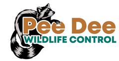 Logo for Pee Dee Wildlife Control, featuring a raccoon with text in brown and teal.