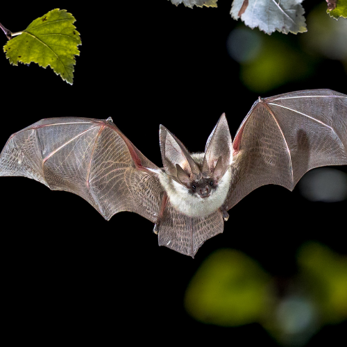 Bat in flight with spread wings; dark background; green leaves in the periphery.