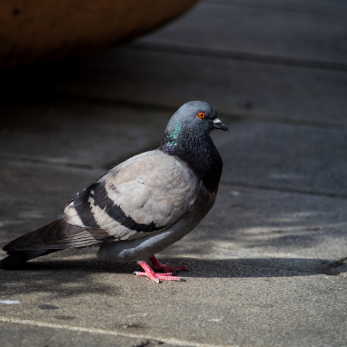 Pigeon with gray body and black wings standing on a concrete surface.