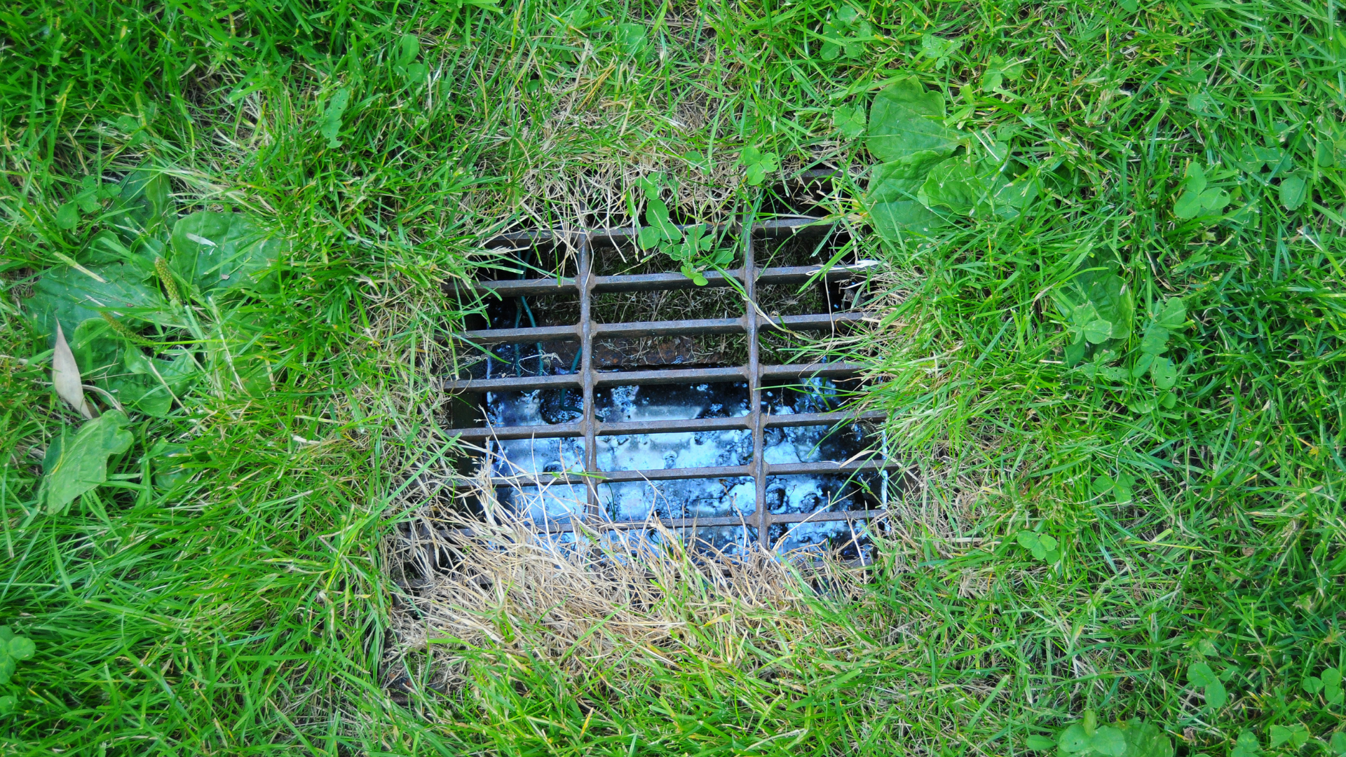 Square metal drain in grassy lawn, water visible.