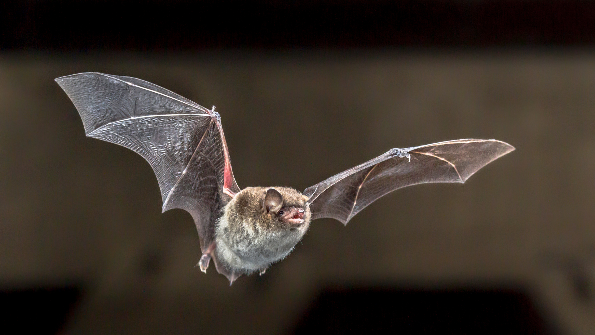 A small, brown bat with its wings fully spread in flight against a dark, out-of-focus background.