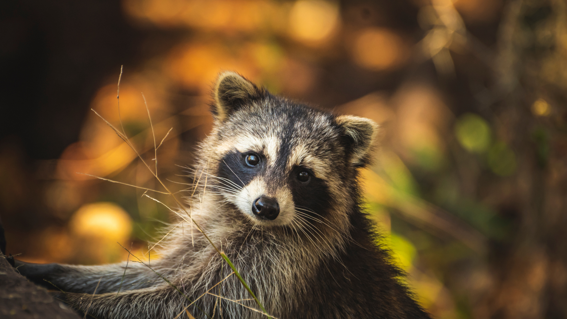 Raccoon with a tilted head sitting on a log in a forest with warm autumn foliage in the background
