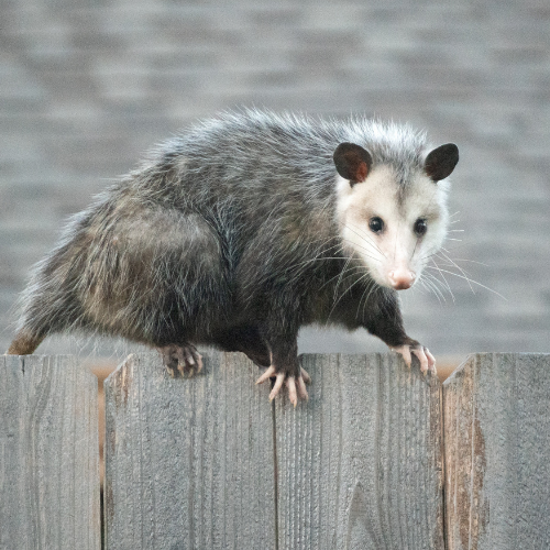 Opossum with gray and white fur on a wooden fence, facing the viewer.