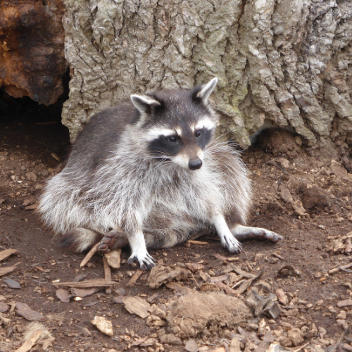 Raccoon sitting on the ground with a tree in the background; brown and gray fur.